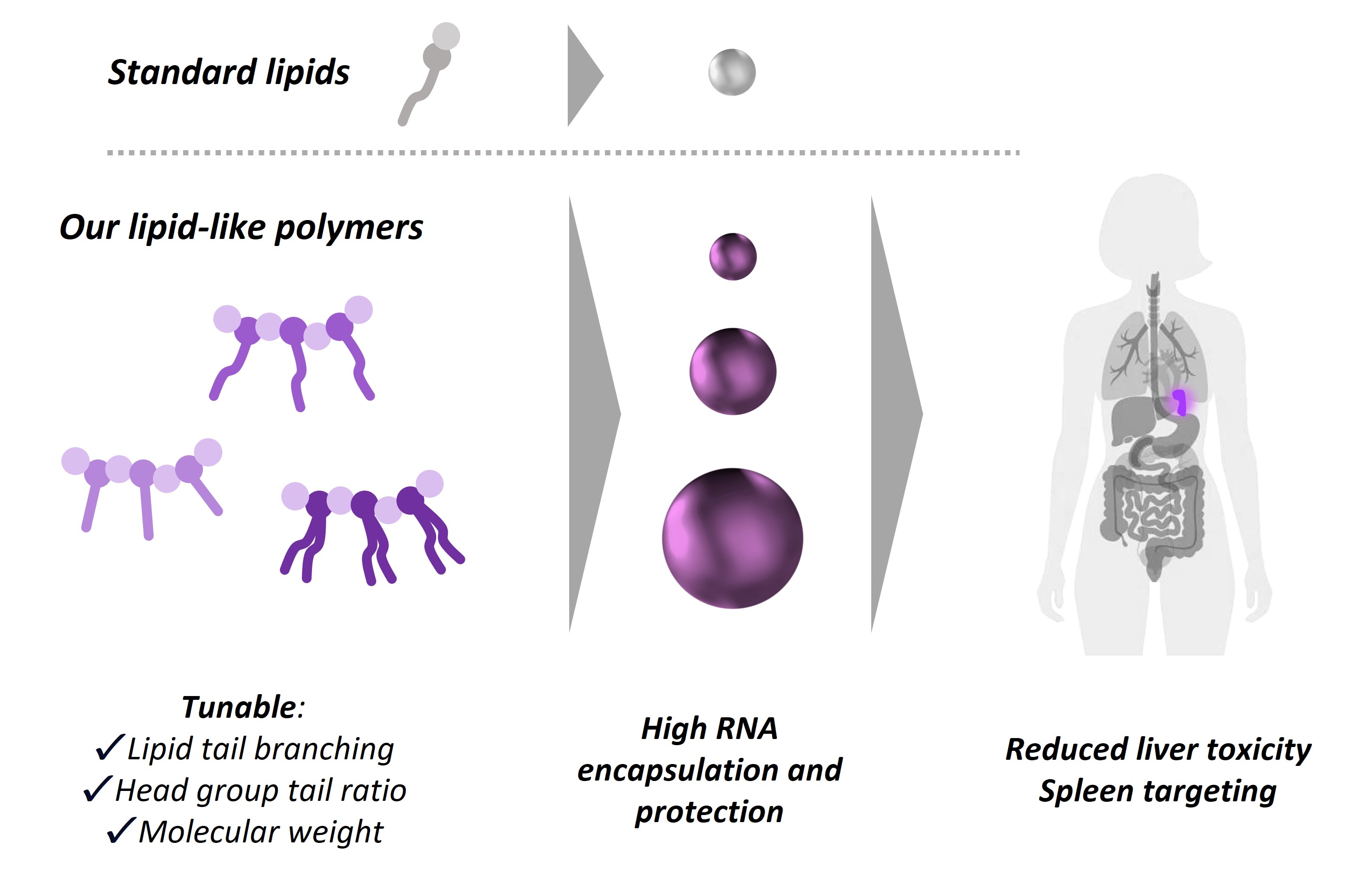 Lipid nanoparticle illustration