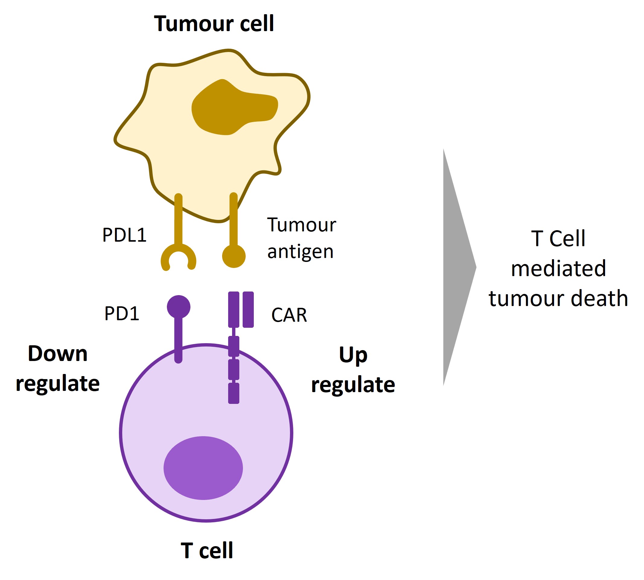 T cell therapy illustration